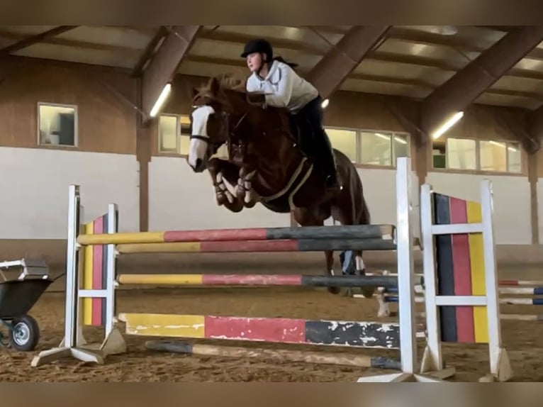 Cheval de sport irlandais Croisé Hongre 10 Ans 158 cm Alezan in Gauting