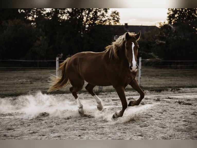 Cheval de sport irlandais Hongre 10 Ans 159 cm Alezan in Rheurdt