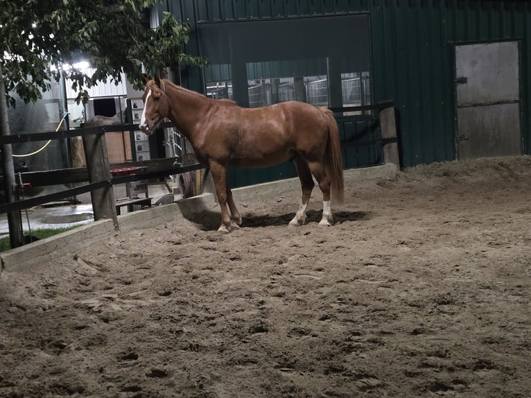 Cheval de sport irlandais Hongre 10 Ans 159 cm Alezan in Rheurdt