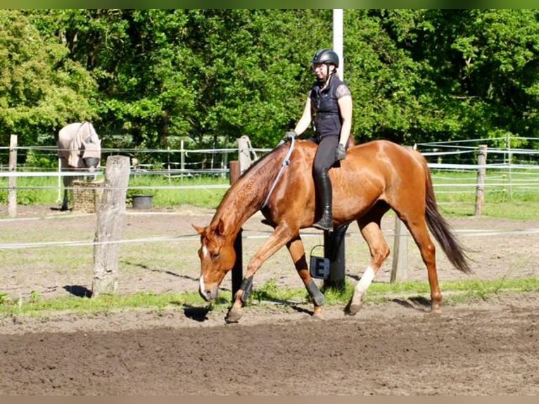 Cheval de sport irlandais Hongre 10 Ans 162 cm Alezan in Dörverden