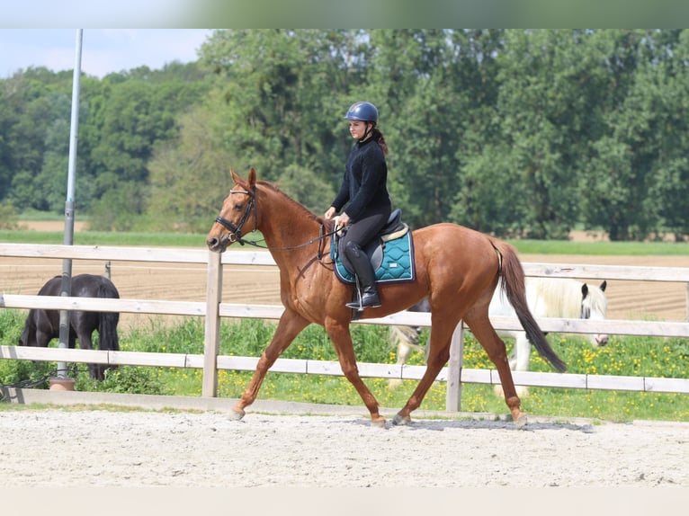 Cheval de sport irlandais Hongre 10 Ans 162 cm Alezan in Pepingen