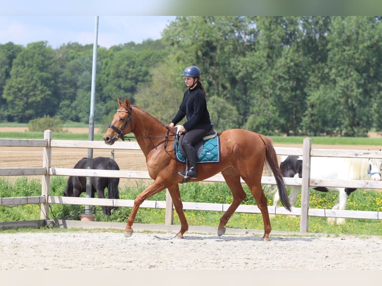 Cheval de sport irlandais Hongre 10 Ans 162 cm Alezan in Pepingen