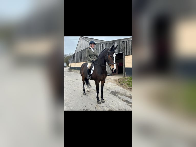 Cheval de sport irlandais Hongre 10 Ans 163 cm Bai cerise in lanchester, county durham