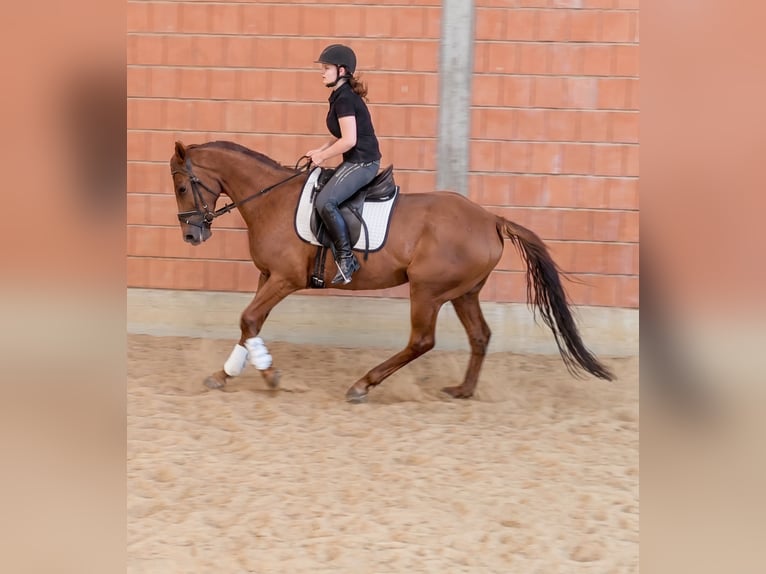 Cheval de sport irlandais Hongre 10 Ans 164 cm Alezan brûlé in Lage