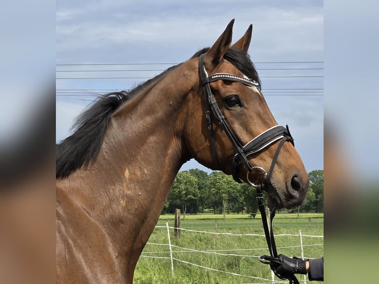 Cheval de sport irlandais Croisé Hongre 10 Ans 165 cm Bai in Wachtendonk