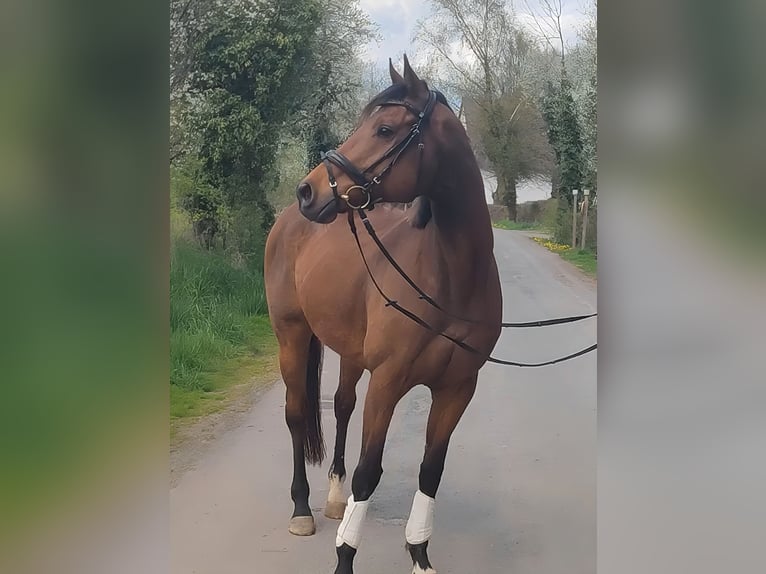 Cheval de sport irlandais Hongre 10 Ans 165 cm Bai in Blomberg