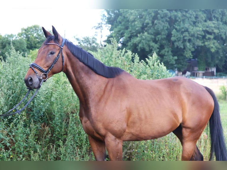 Cheval de sport irlandais Hongre 10 Ans 168 cm in Wachtendonk