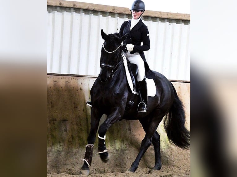 Cheval de sport irlandais Hongre 10 Ans 169 cm Noir in Berlin