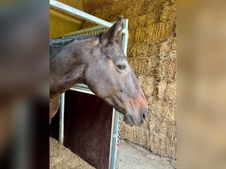Cheval de sport irlandais Hongre 10 Ans 170 cm Bai in Bätterkinden