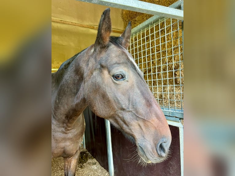 Cheval de sport irlandais Hongre 10 Ans 170 cm Bai in Bätterkinden