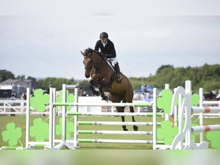 Cheval de sport irlandais Hongre 10 Ans 172 cm Bai in Avignon