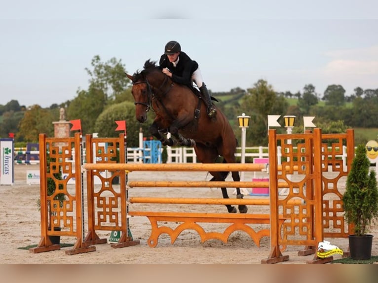 Cheval de sport irlandais Hongre 10 Ans 172 cm Bai in Avignon