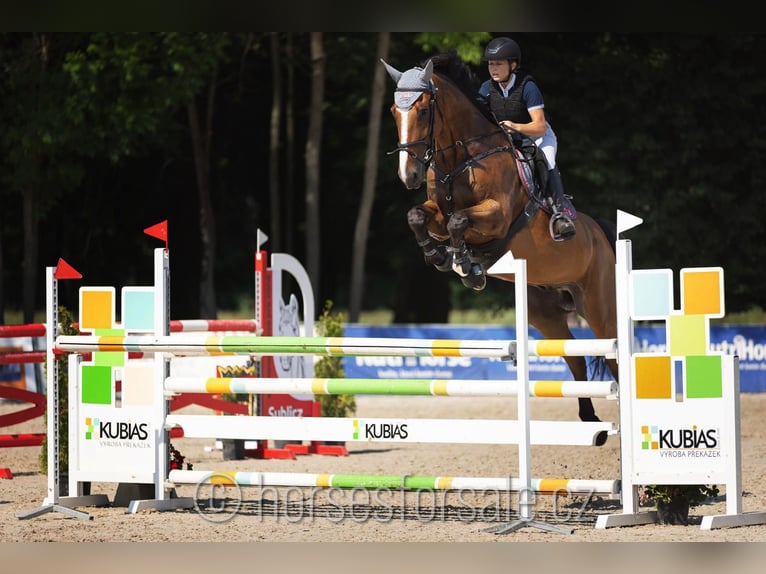 Cheval de sport irlandais Hongre 10 Ans 175 cm Bai in Region Prag