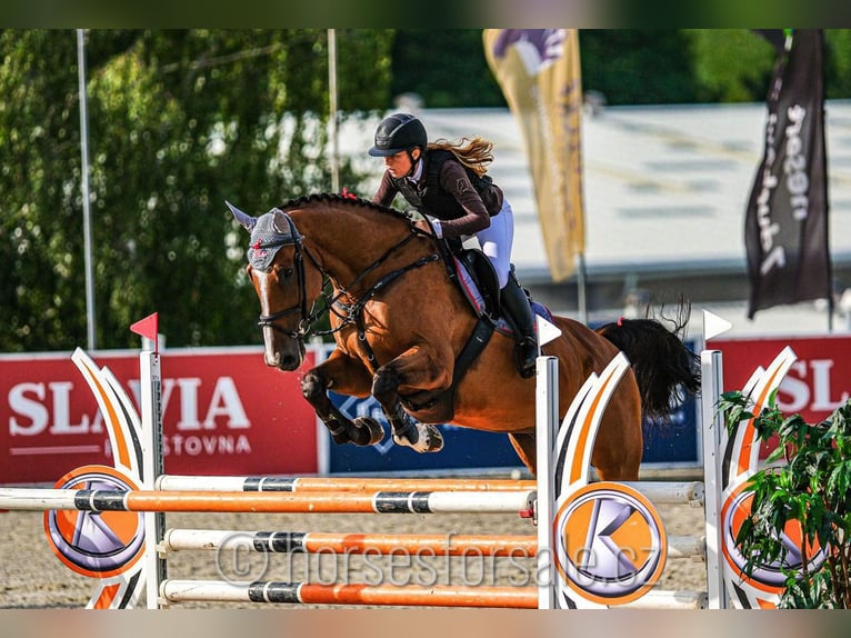 Cheval de sport irlandais Hongre 10 Ans 175 cm Bai in Region Prag