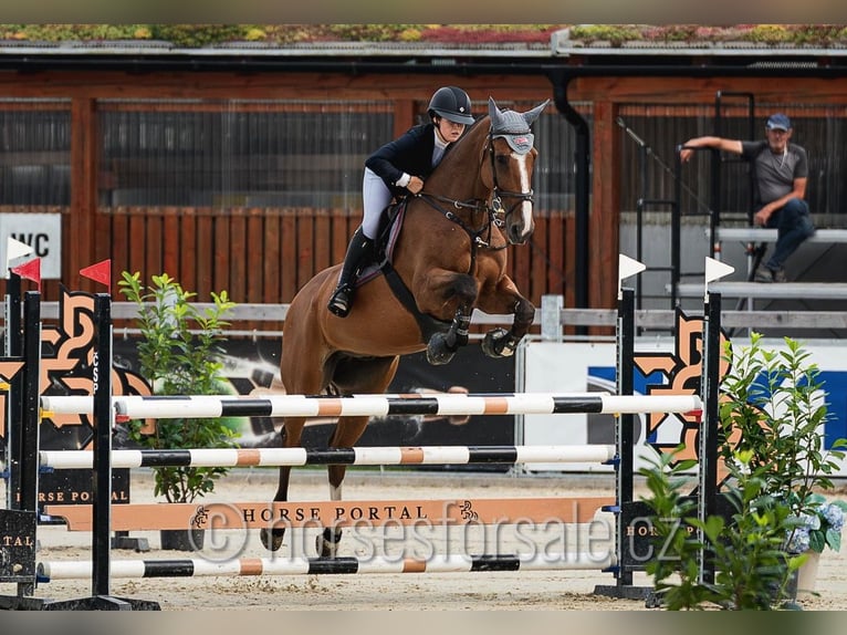 Cheval de sport irlandais Hongre 10 Ans 175 cm Bai in Region Prag Cheval de sport irlandais Hongre 10 Ans 175 cm Bai in Region Prag