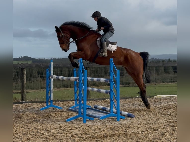 Cheval de sport irlandais Hongre 10 Ans 182 cm Bai in Pepingen