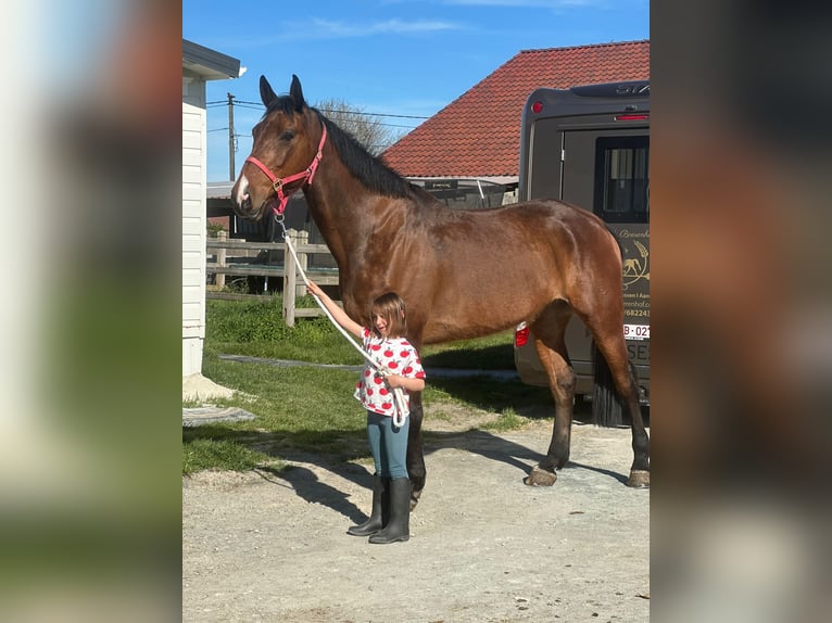 Cheval de sport irlandais Hongre 10 Ans 182 cm Bai in Pepingen