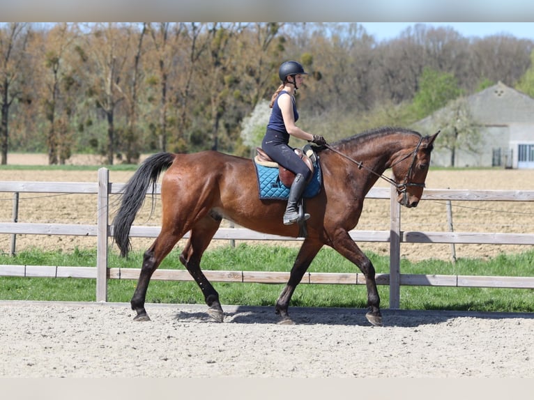 Cheval de sport irlandais Hongre 10 Ans 182 cm Bai in Pepingen