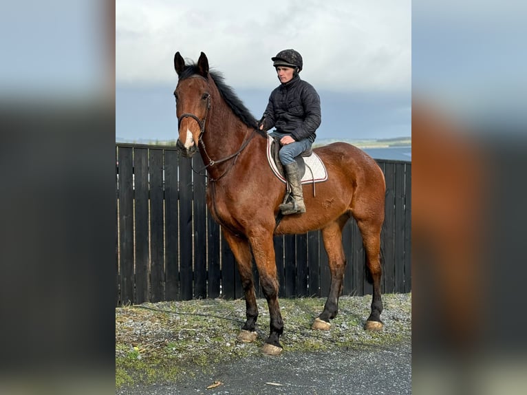 Cheval de sport irlandais Hongre 10 Ans 182 cm Bai in Pepingen