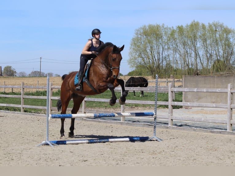 Cheval de sport irlandais Hongre 10 Ans 182 cm Bai in Pepingen