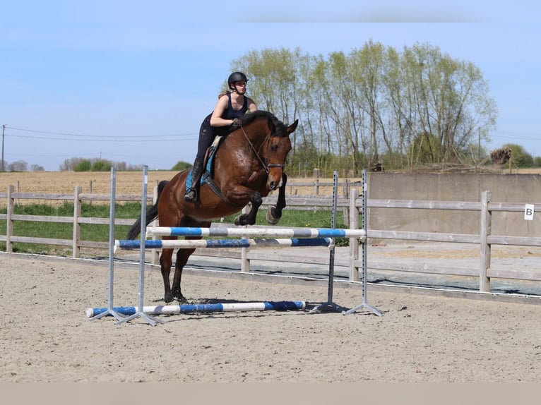 Cheval de sport irlandais Hongre 10 Ans 182 cm Bai in Pepingen