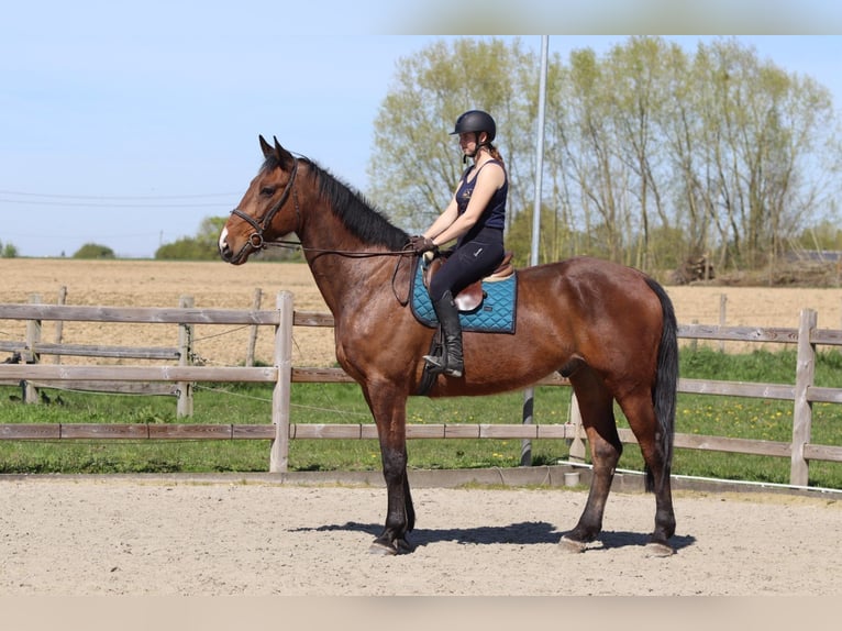 Cheval de sport irlandais Hongre 10 Ans 182 cm Bai in Pepingen