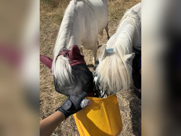 Cheval de sport irlandais Hongre 11 Ans 125 cm Gris moucheté in Berlin