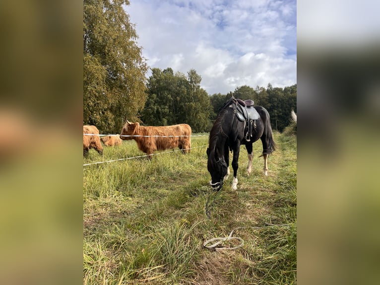 Cheval de sport irlandais Croisé Hongre 11 Ans 157 cm Pinto in Lanškroun