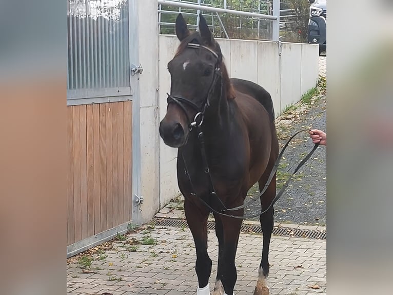 Cheval de sport irlandais Hongre 11 Ans 168 cm Bai in Lage