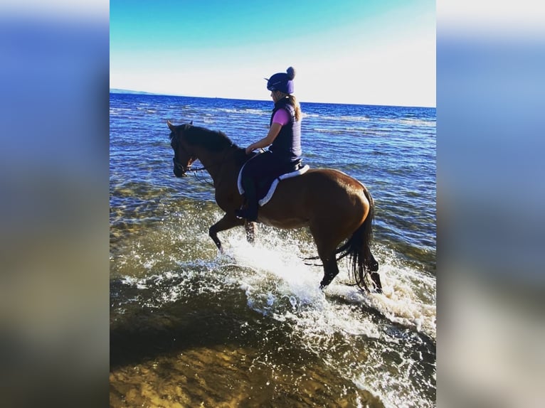 Cheval de sport irlandais Croisé Hongre 11 Ans 169 cm Bai cerise in Ayrshire