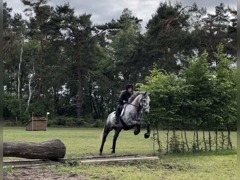 Cheval de sport irlandais Hongre 11 Ans 171 cm Gris pommelé in Asendorf
