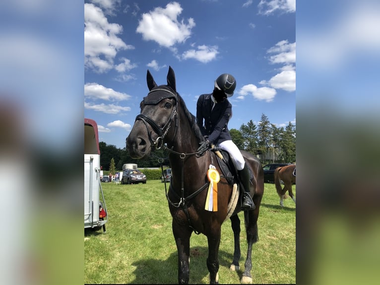Cheval de sport irlandais Hongre 11 Ans 172 cm Noir in Hofheim am Taunus