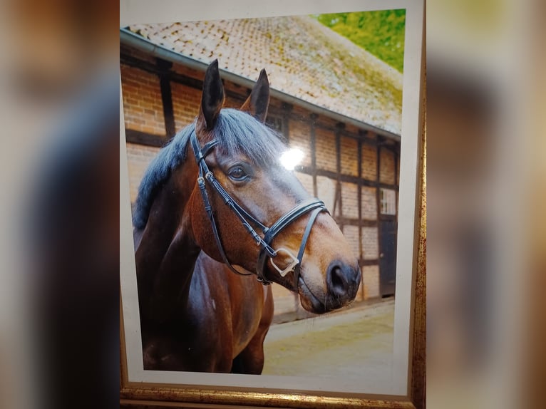 Cheval de sport irlandais Hongre 11 Ans 176 cm Bai brun in Sulingen Cheval de sport irlandais Hongre 11 Ans 176 cm Bai brun in Sulingen
