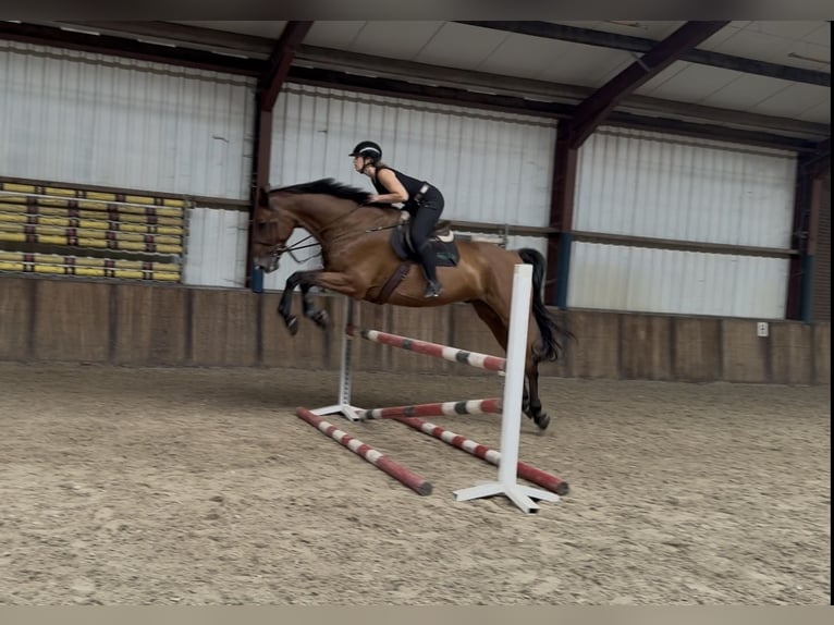 Cheval de sport irlandais Hongre 11 Ans 183 cm Bai in Oud Gastel