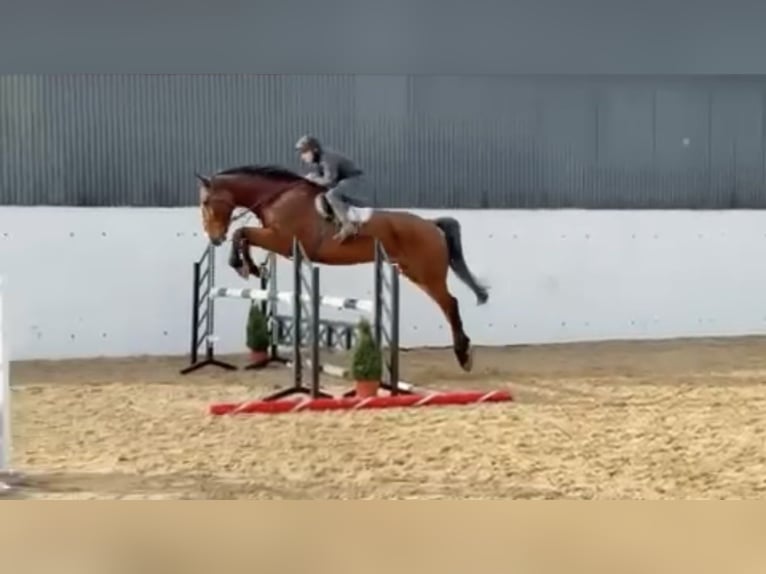 Cheval de sport irlandais Hongre 11 Ans 183 cm Bai in Oud Gastel