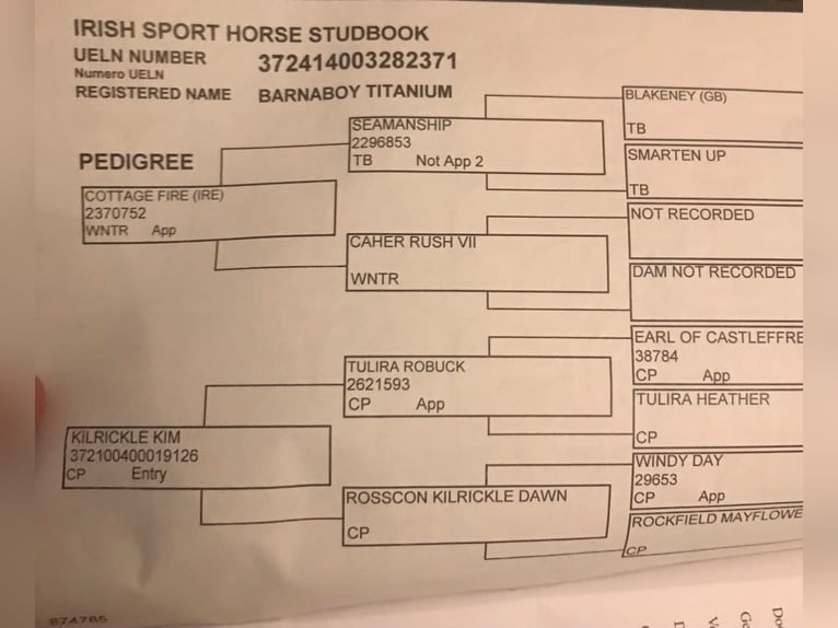 Cheval de sport irlandais Hongre 12 Ans 160 cm Gris in Sligo