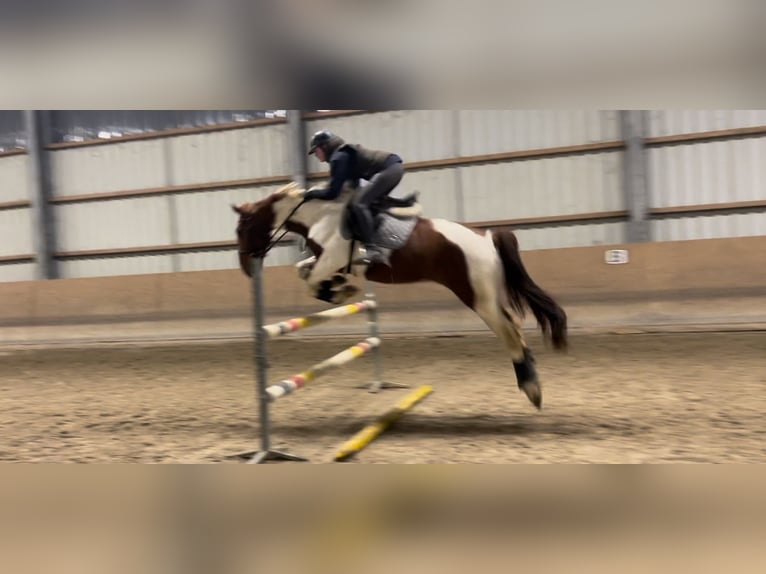 Cheval de sport irlandais Hongre 12 Ans 161 cm Pinto in Tönisvorst