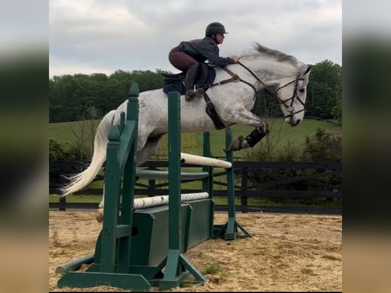 Cheval de sport irlandais Hongre 12 Ans 168 cm Gris in Edenton