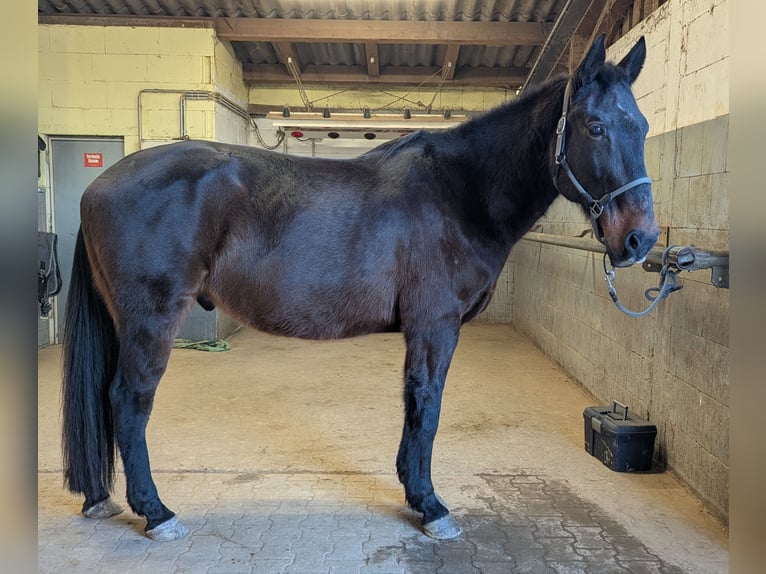 Cheval de sport irlandais Hongre 12 Ans 169 cm Bai in Riegel am Kaiserstuhl