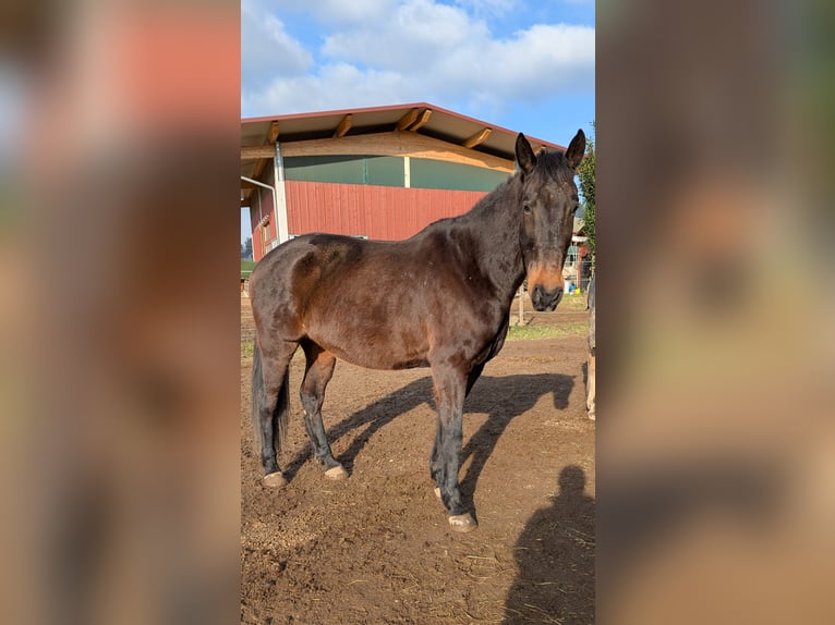 Cheval de sport irlandais Hongre 12 Ans 169 cm Bai in Riegel am Kaiserstuhl