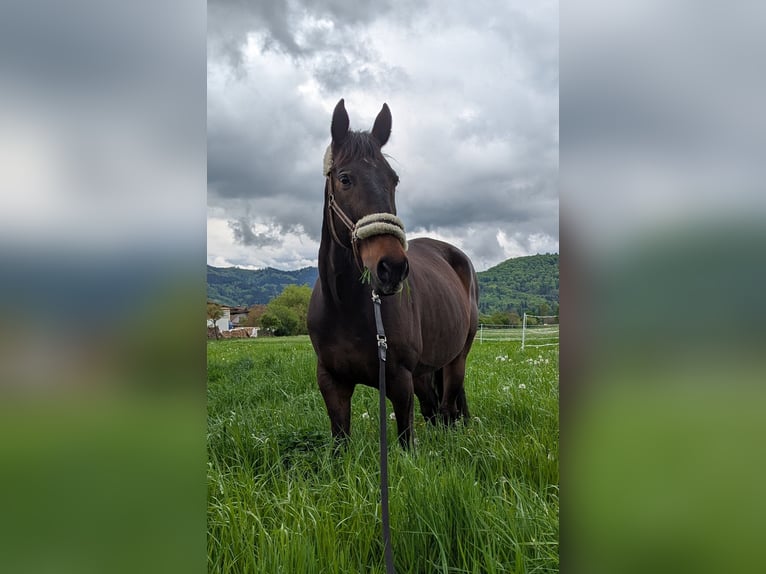 Cheval de sport irlandais Hongre 12 Ans 170 cm Bai in Riegel am Kaiserstuhl