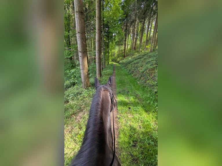 Cheval de sport irlandais Hongre 12 Ans 170 cm Bai in Riegel am Kaiserstuhl