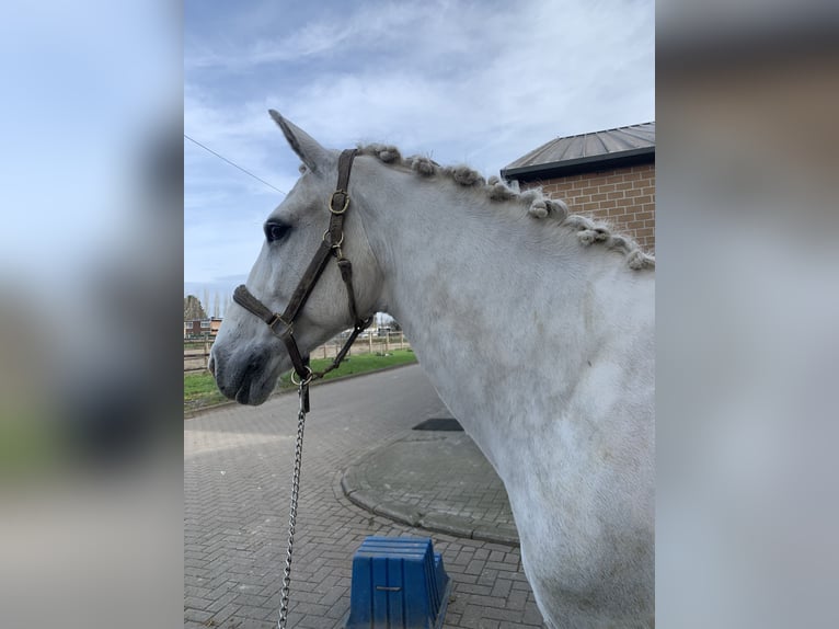 Cheval de sport irlandais Hongre 12 Ans 170 cm Blanc in Heppen