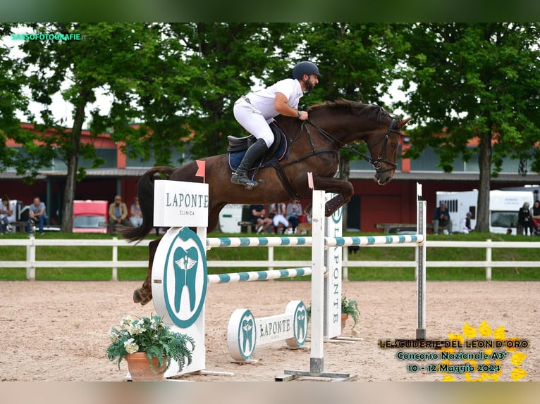 Cheval de sport irlandais Hongre 12 Ans 175 cm Alezan brûlé in Sant&#39;Ilario Di Baganza