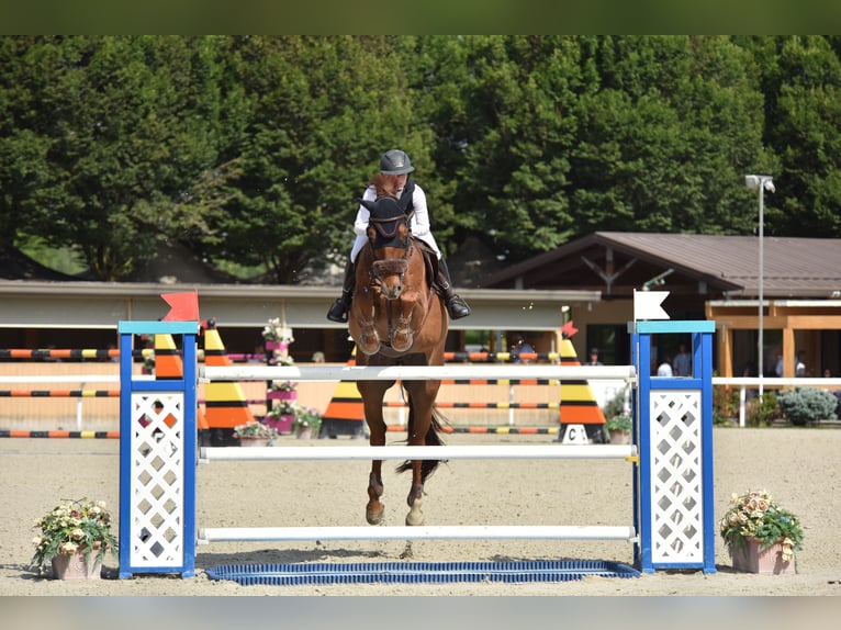 Cheval de sport irlandais Hongre 12 Ans 183 cm Alezan in Villach Landskron