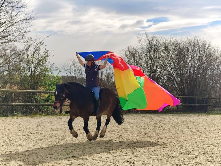 Cheval de sport irlandais Croisé Hongre 13 Ans 142 cm Bai in Rosendahl