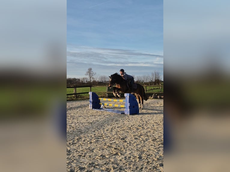 Cheval de sport irlandais Croisé Hongre 13 Ans 142 cm Bai in Rosendahl
