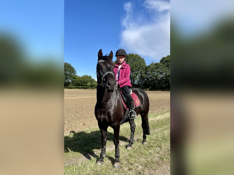 Cheval de sport irlandais Hongre 13 Ans 147 cm Noir in Nehms