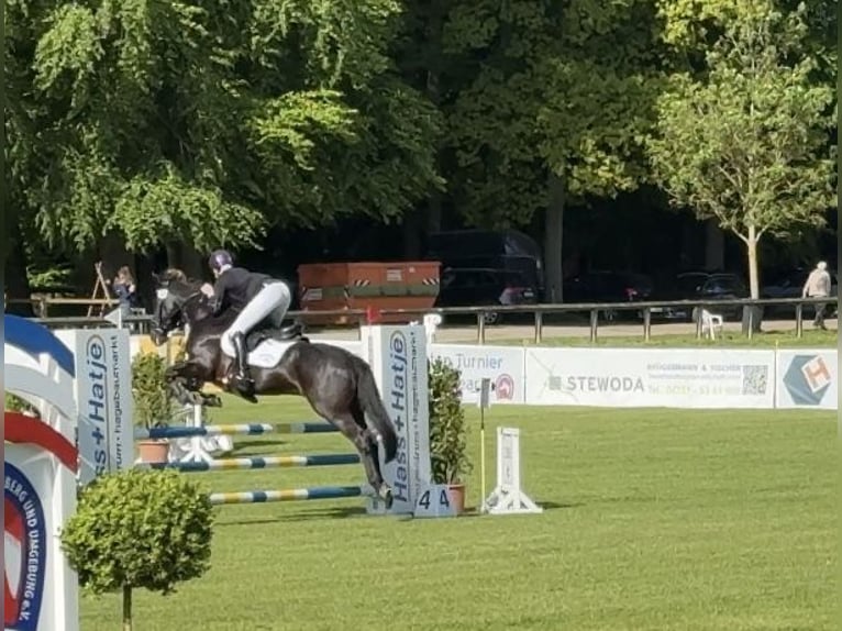 Cheval de sport irlandais Hongre 13 Ans 147 cm Noir in Nehms