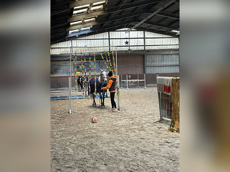 Cheval de sport irlandais Hongre 13 Ans 160 cm Gris pommelé in Titz